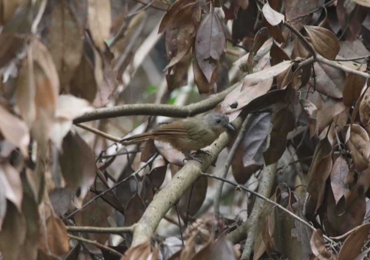 Brown-cheeked Fulvetta - ML429833121