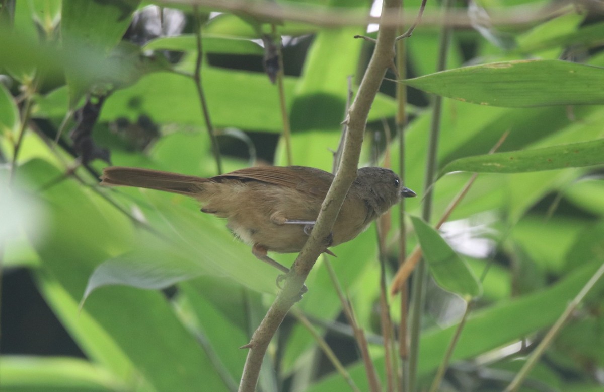 Brown-cheeked Fulvetta - ML429833141
