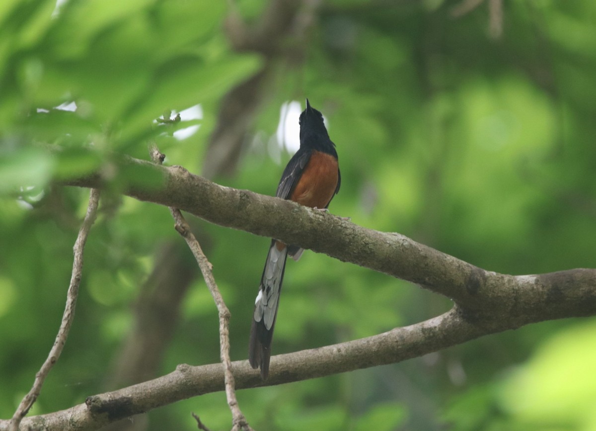 White-rumped Shama - ML429833151