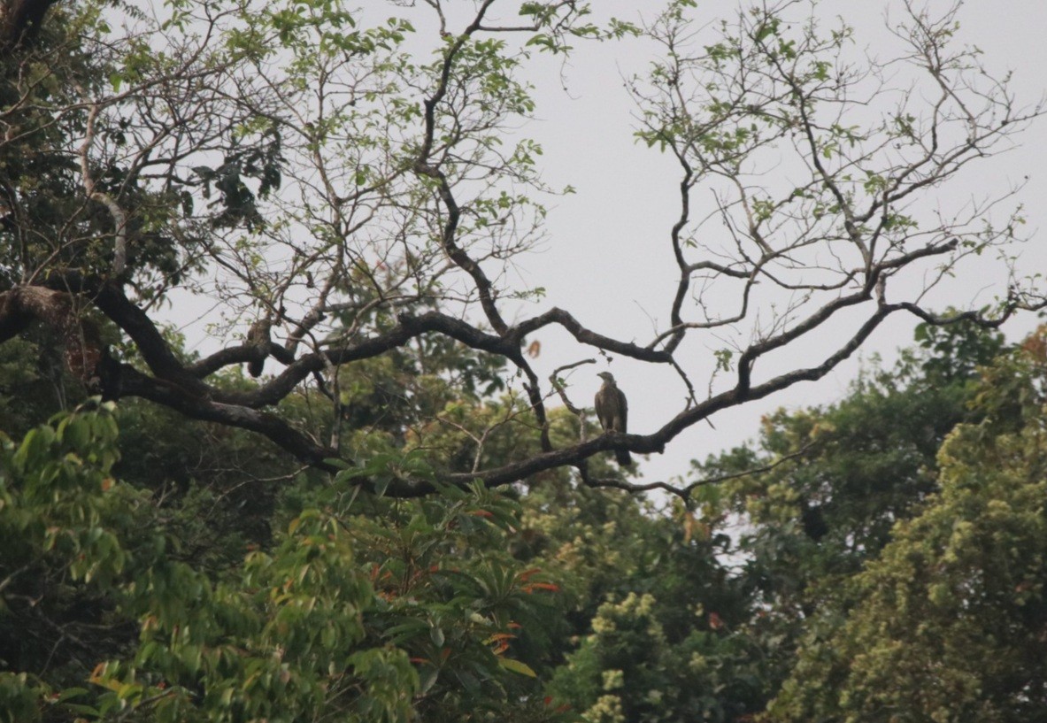 Oriental Honey-buzzard - ML429833331