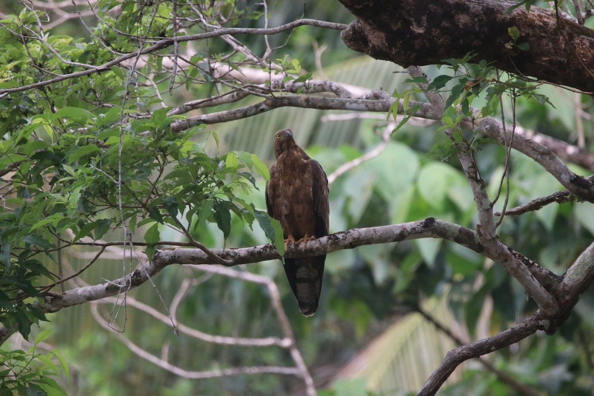 Oriental Honey-buzzard - ML429833341