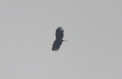 Black Eagle - ML429833401