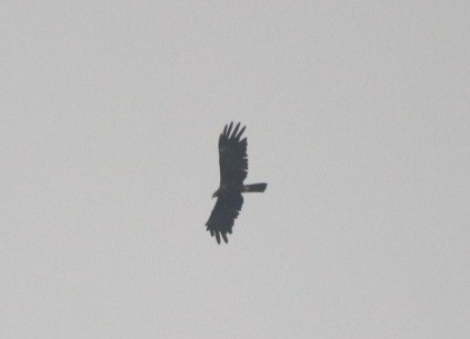 Black Eagle - ML429833411