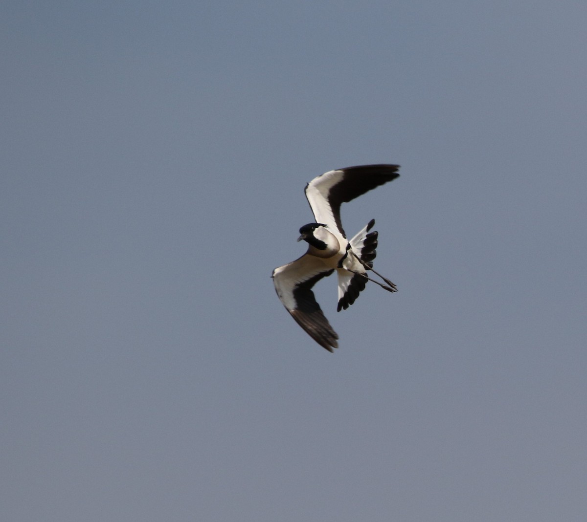 River Lapwing - Paul Passant