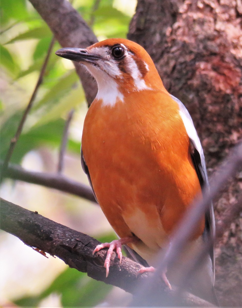 Orange-headed Thrush - ML429833631