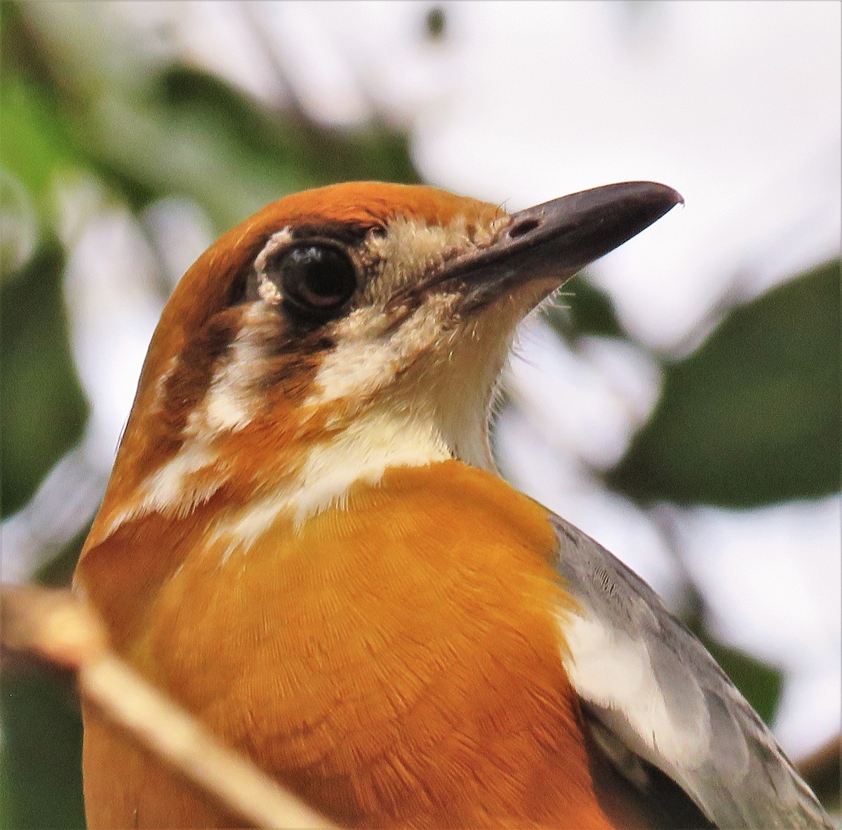 Orange-headed Thrush - ML429833661