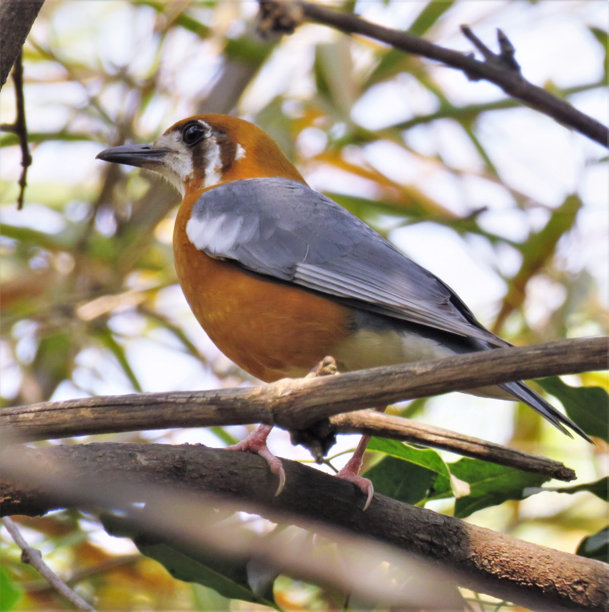 Orange-headed Thrush - ML429833671