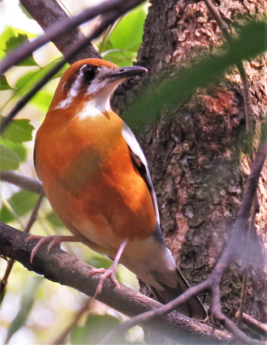 Orange-headed Thrush - ML429833681