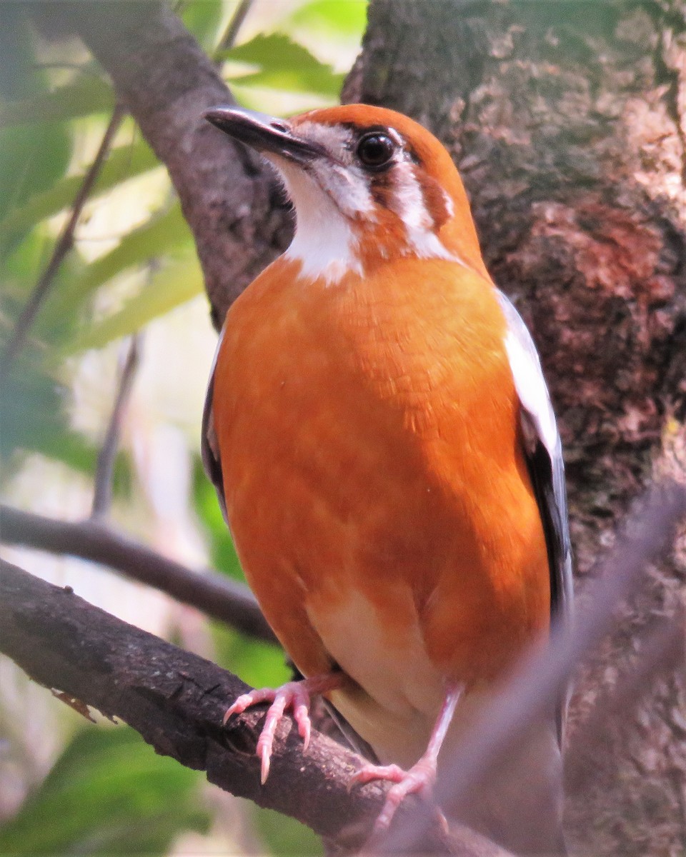 Orange-headed Thrush - ML429833691