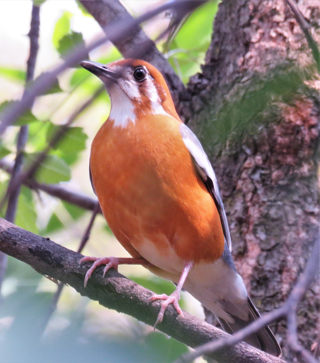 Orange-headed Thrush - ML429833701