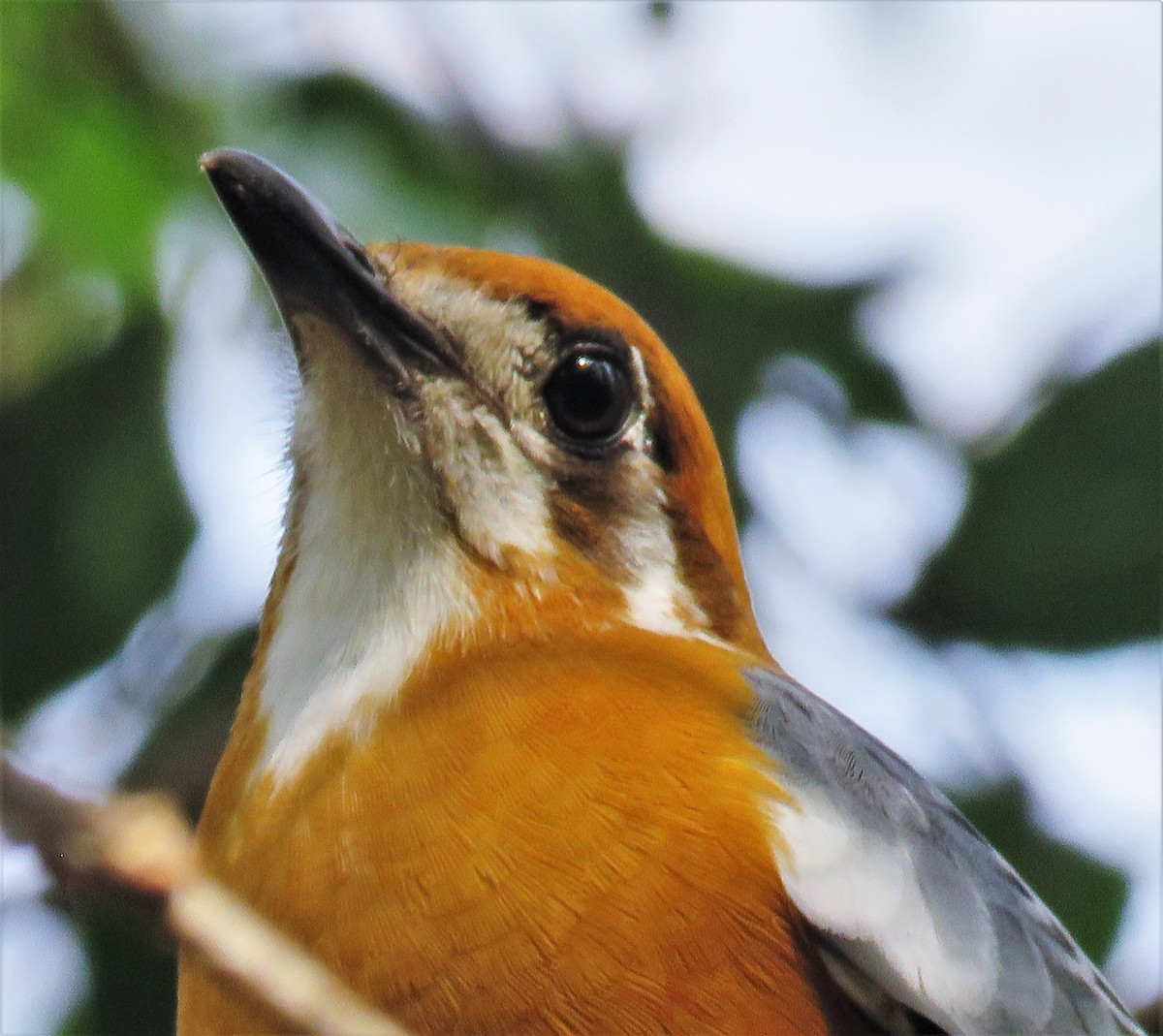 Orange-headed Thrush - ML429833711