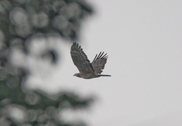 Oriental Honey-buzzard - ML429834051
