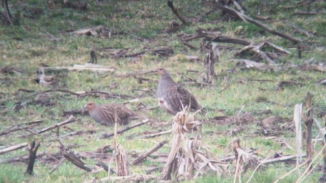 Gray Partridge - ML429834541