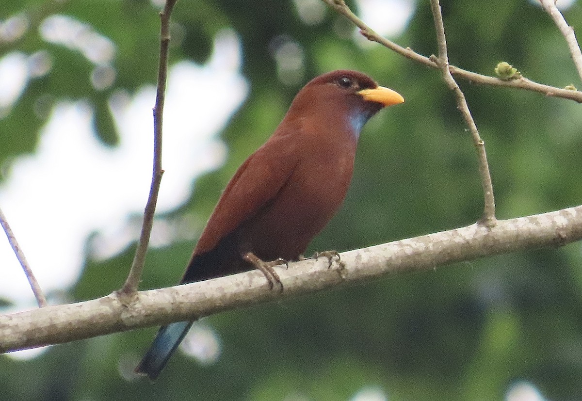 Blue-throated Roller - ML429836151