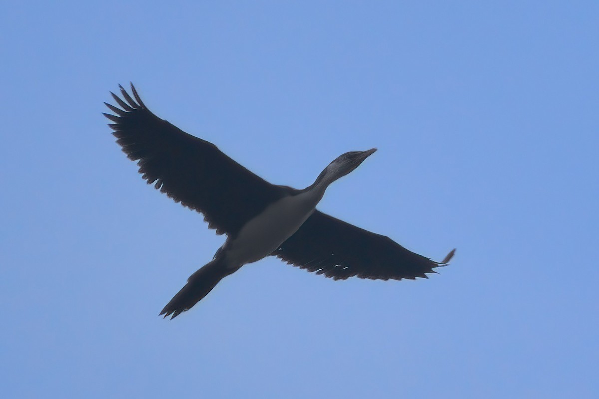 Little Pied Cormorant - ML429838291