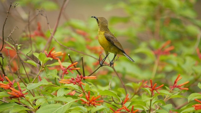 黃腹花蜜鳥 - ML429839181