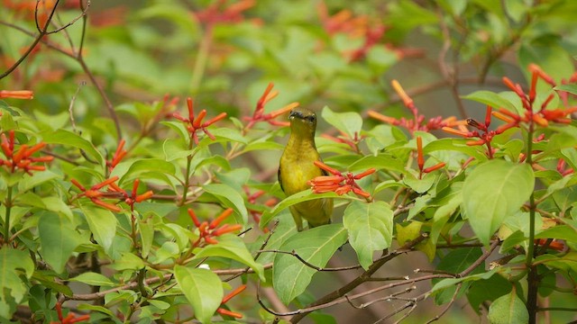 黃腹花蜜鳥 - ML429839241