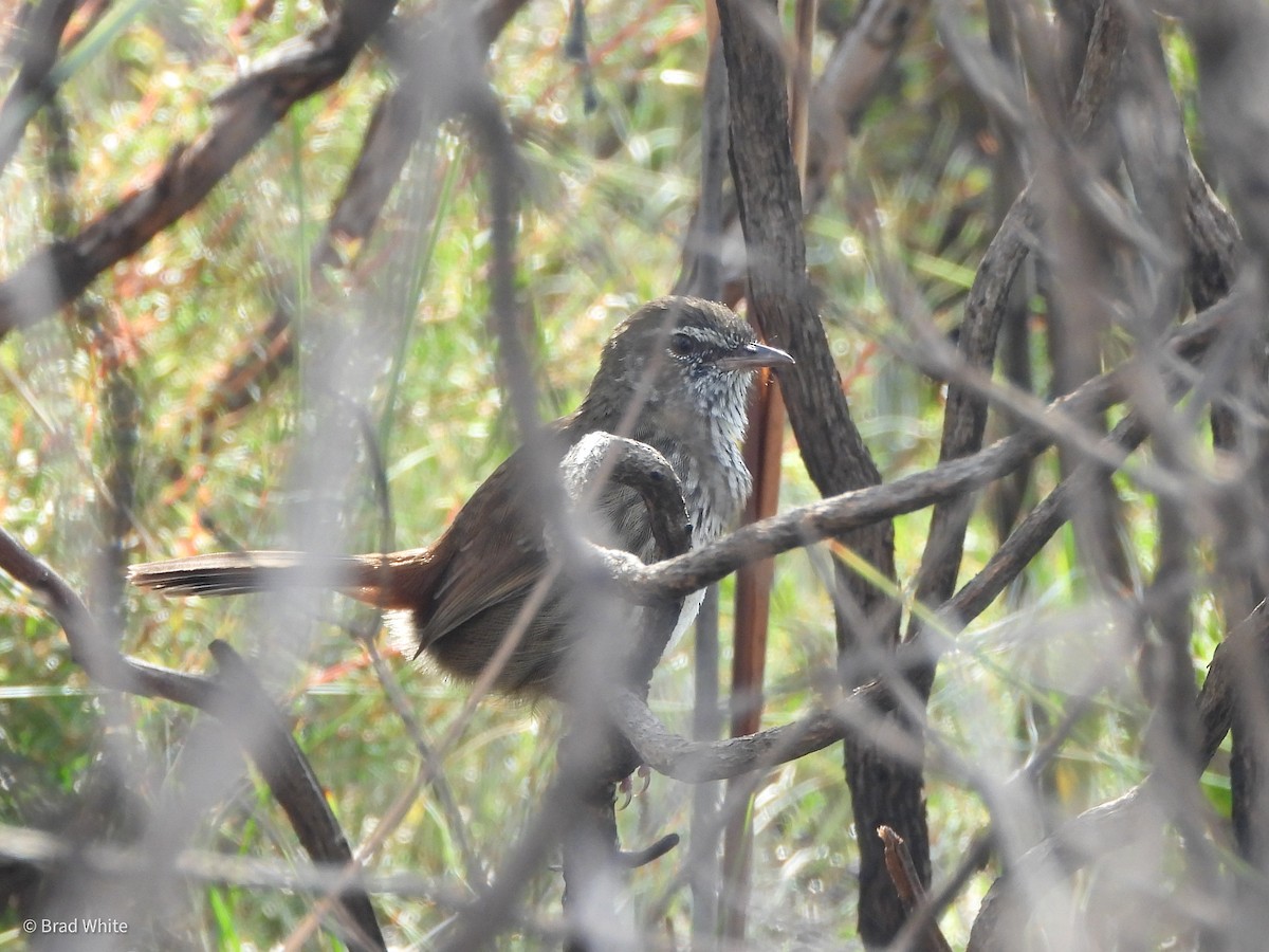 Chestnut-rumped Heathwren - ML429839701