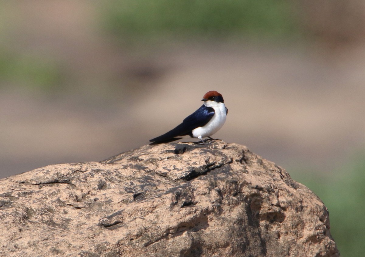 Wire-tailed Swallow - Paul Passant