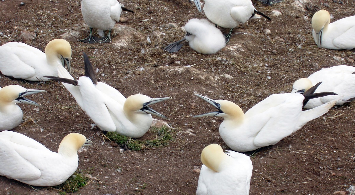 Northern Gannet - ML42984131