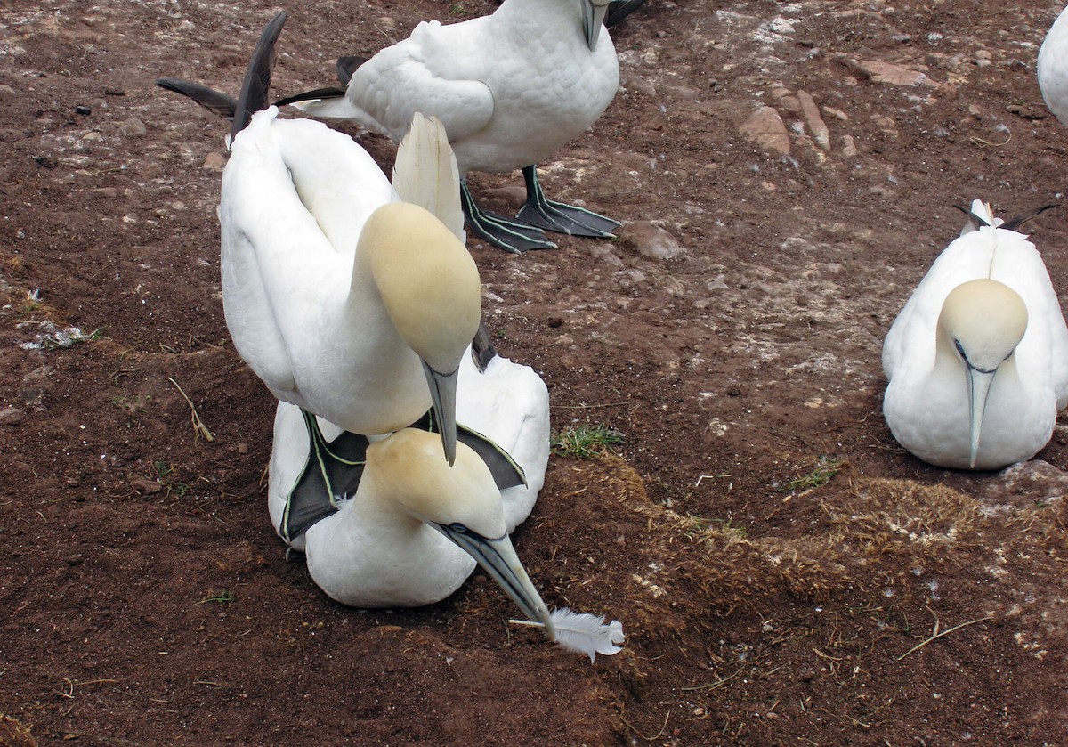 Northern Gannet - ML42984161