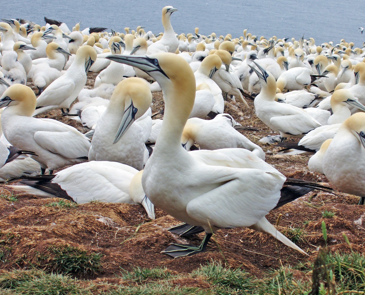 Northern Gannet - ML42984171