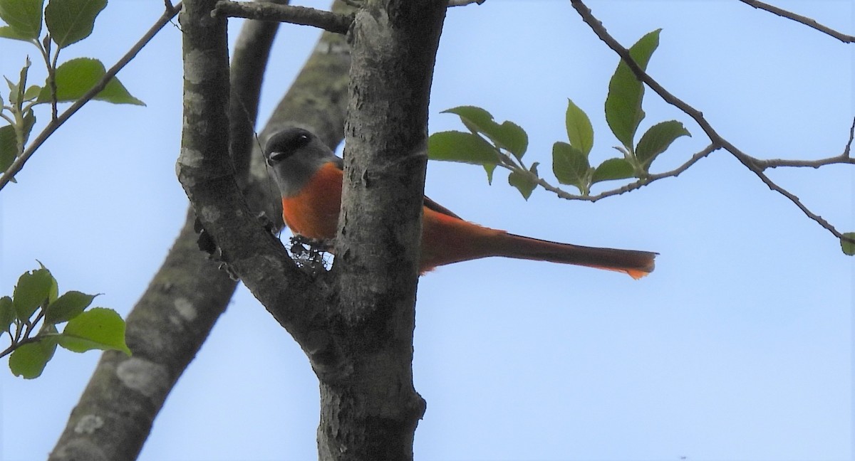 Gray-chinned Minivet - ML429842561