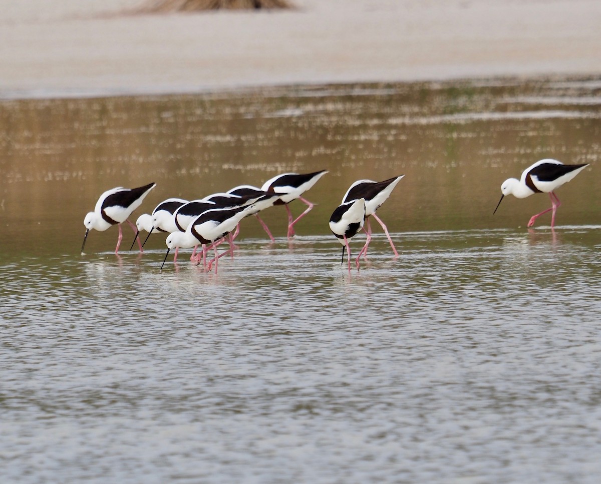 Banded Stilt - ML429843731