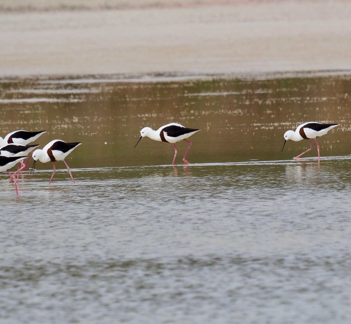 Banded Stilt - ML429843761