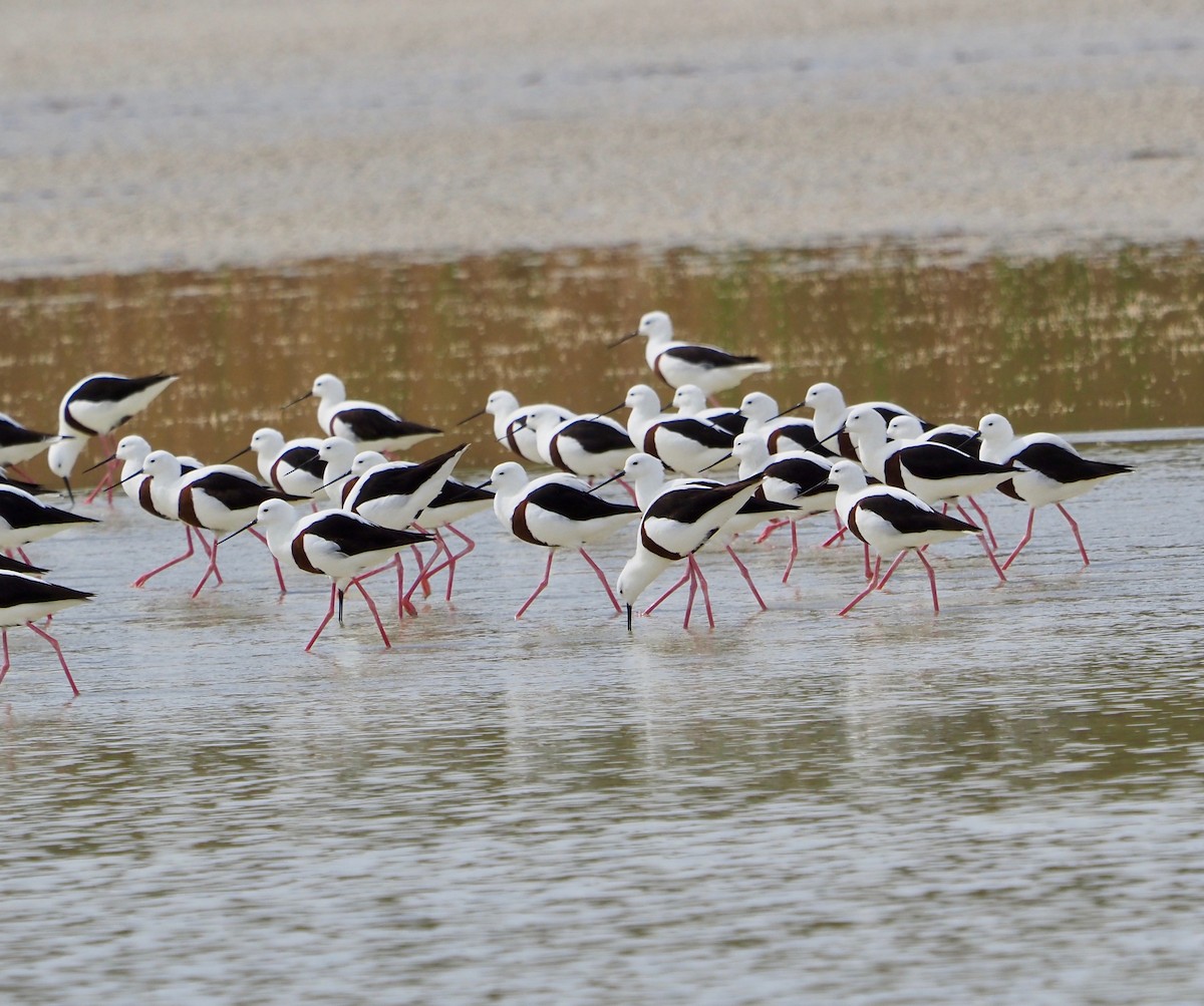 Banded Stilt - ML429843771