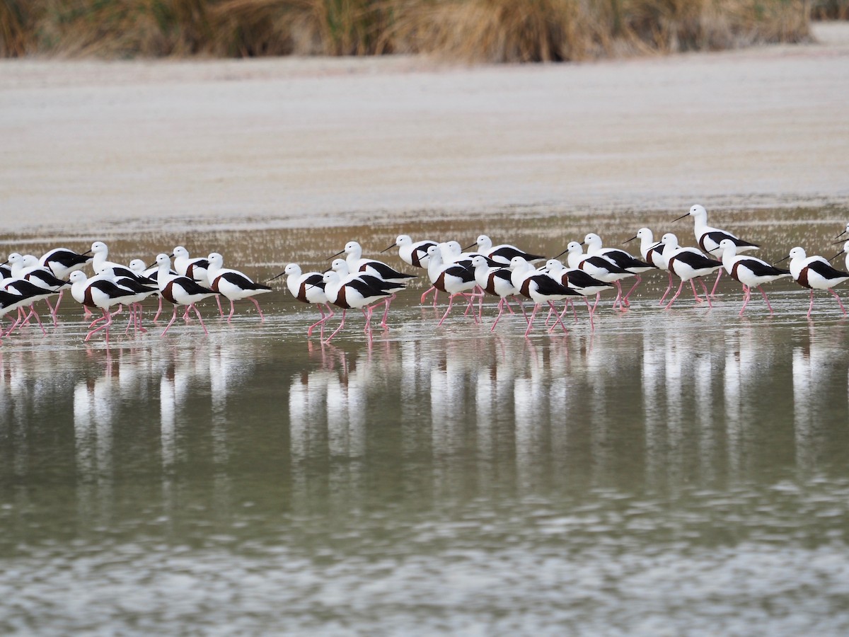 Banded Stilt - ML429843821