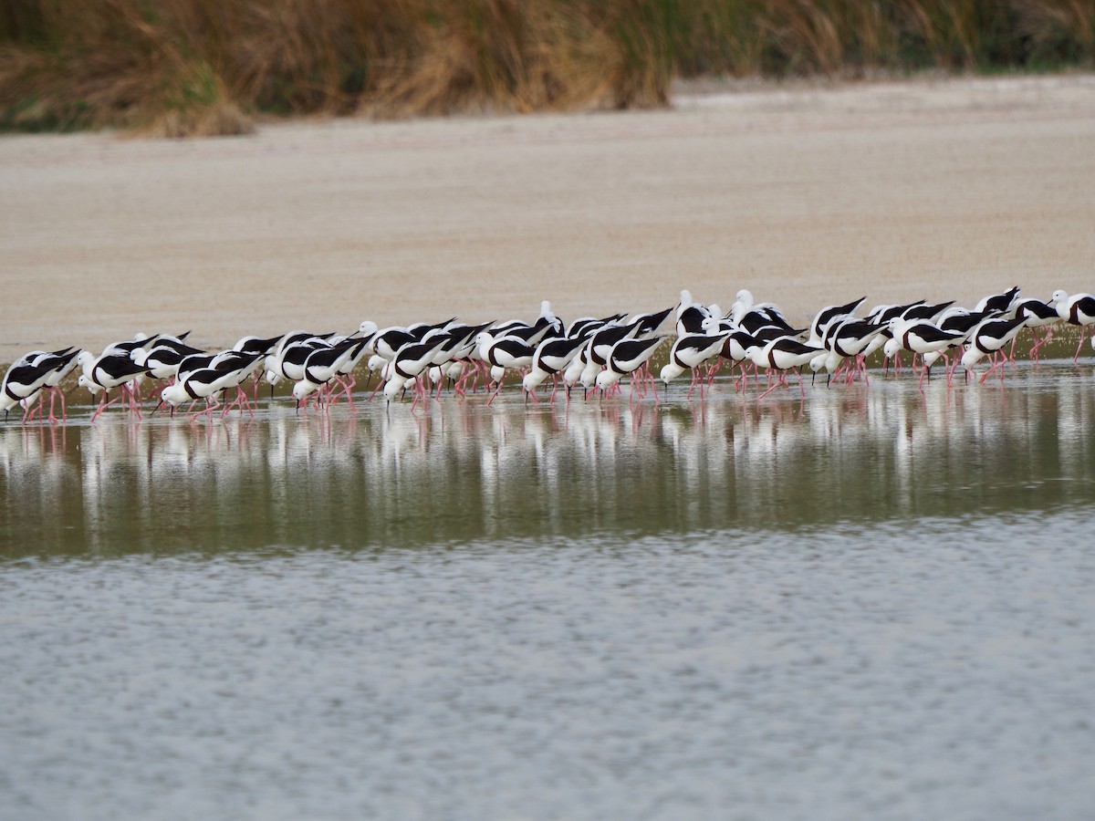 Banded Stilt - ML429843831