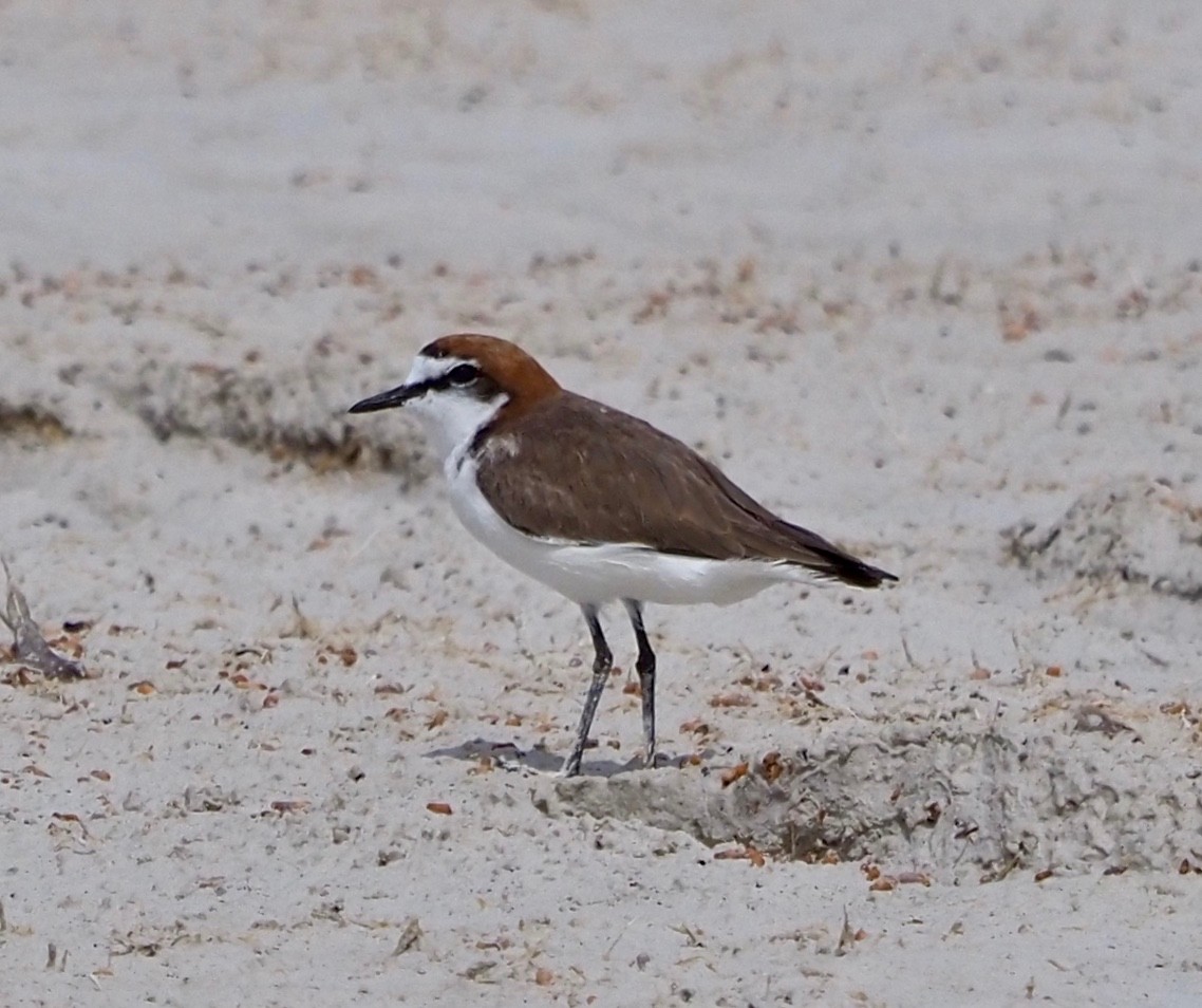 Red-capped Plover - ML429843901