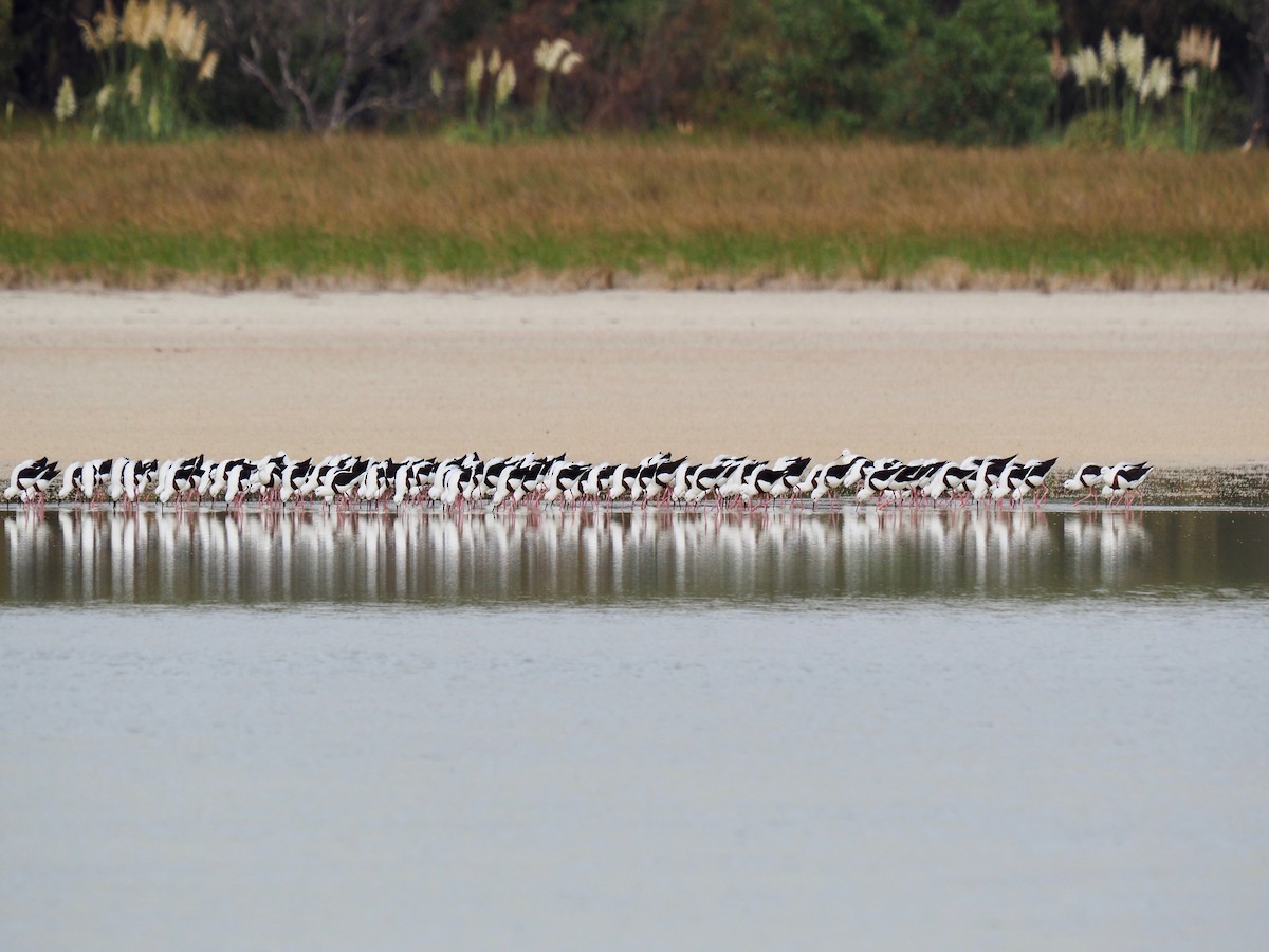 Banded Stilt - ML429843921