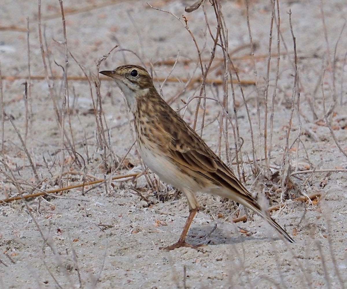 Australian Pipit - ML429843931