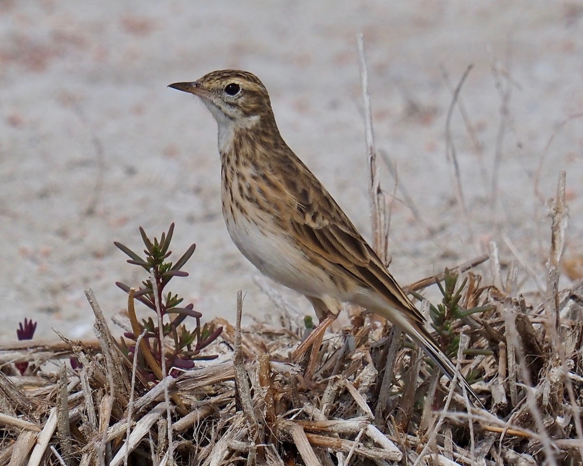 Australian Pipit - ML429843941