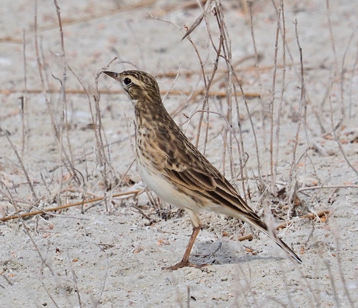 Australian Pipit - ML429843971