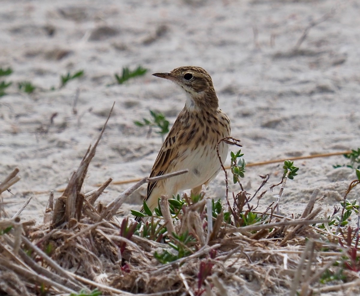 Australian Pipit - ML429843991