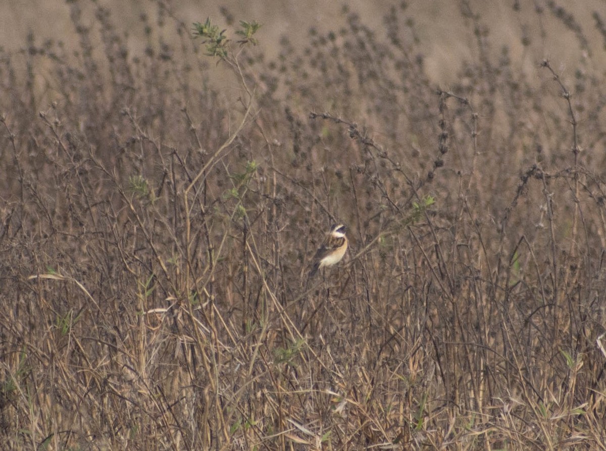 Whinchat - ML429844981