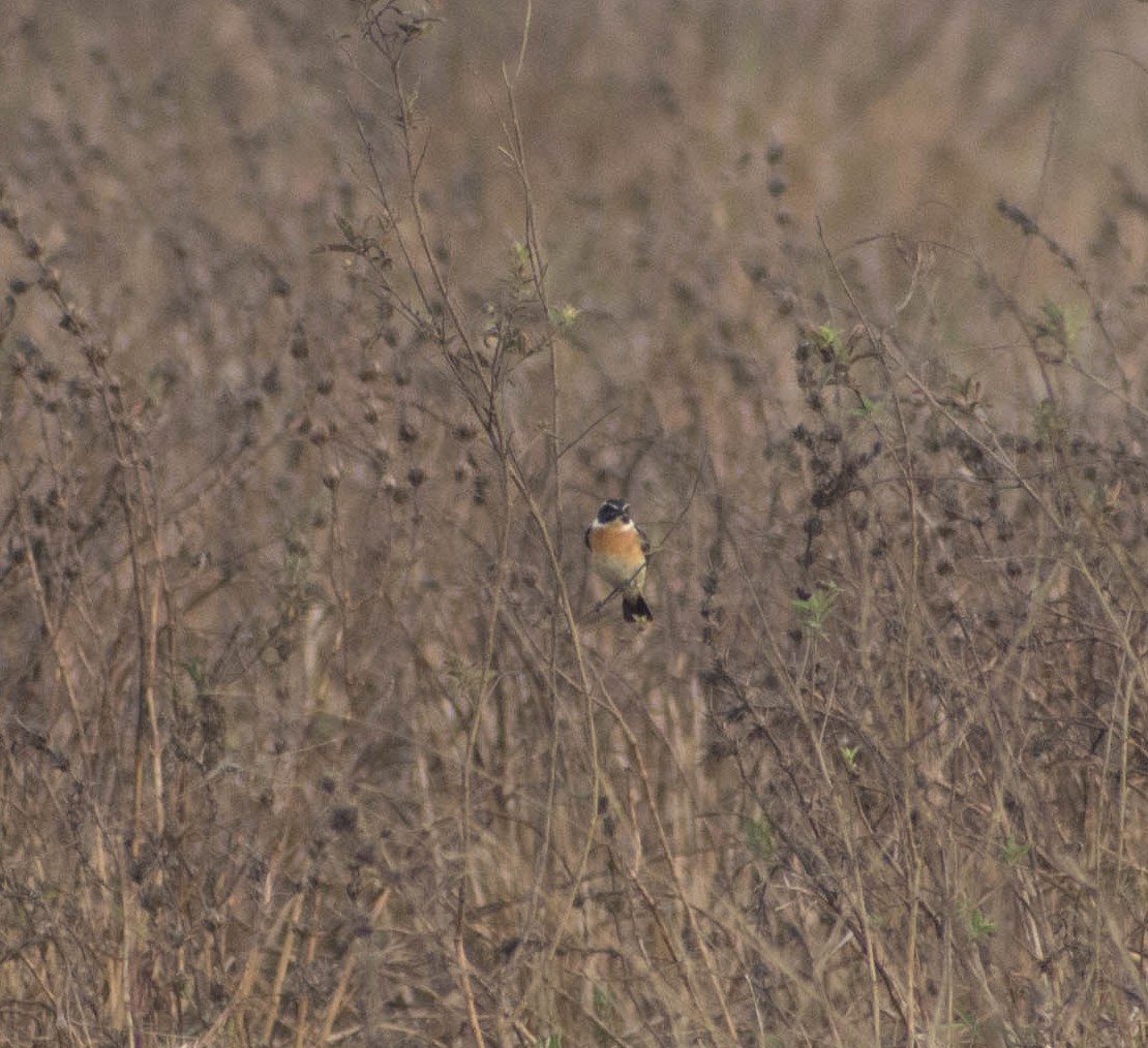 Whinchat - ML429845231