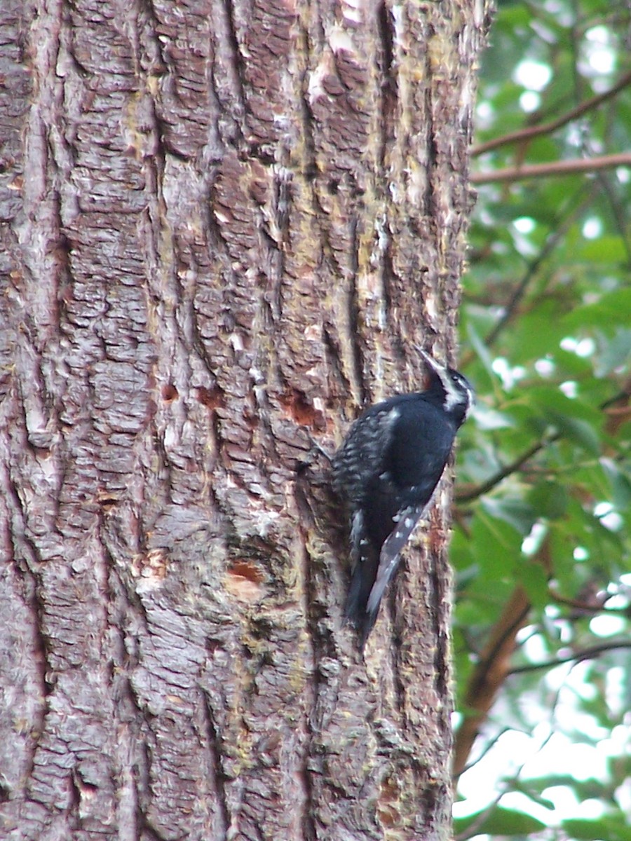 Williamson's Sapsucker - ML42984671