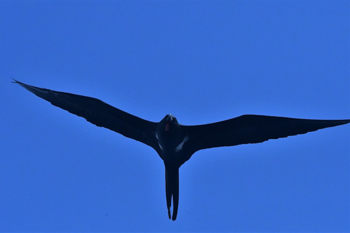 Lesser Frigatebird - ML429848811