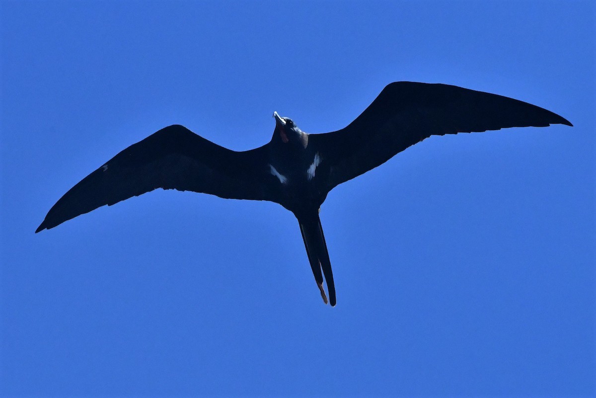 Lesser Frigatebird - ML429848831