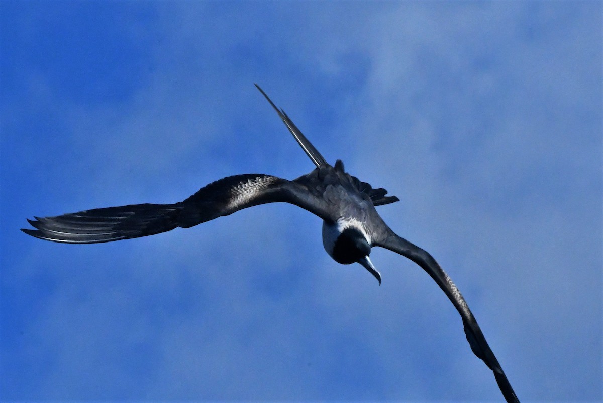 Lesser Frigatebird - ML429848841