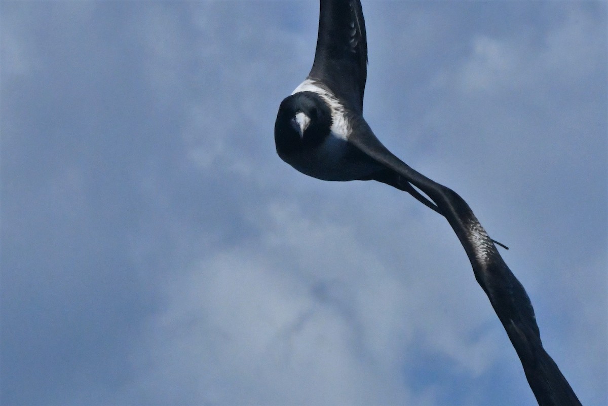 Lesser Frigatebird - ML429848851