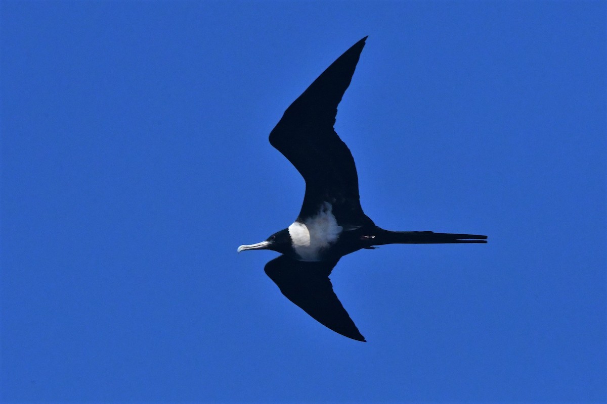 Lesser Frigatebird - ML429848861