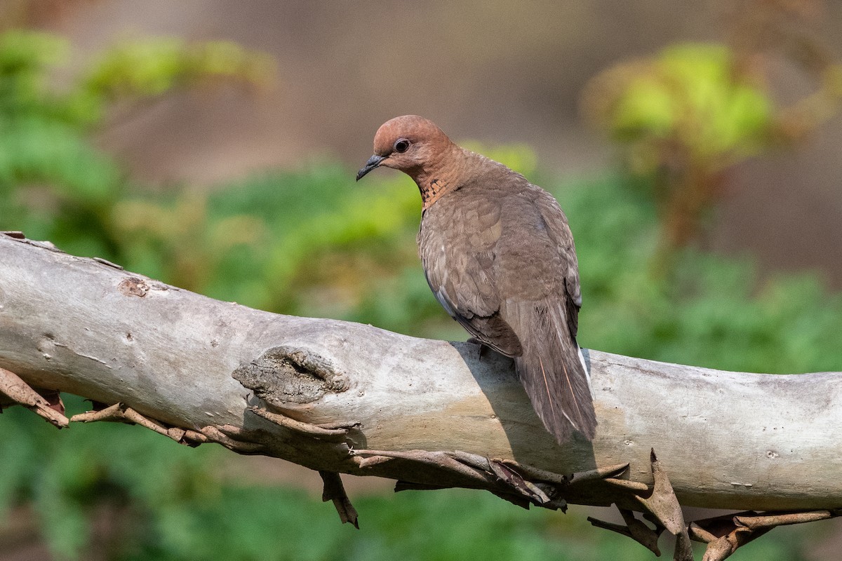 Laughing Dove - Vivek Saggar