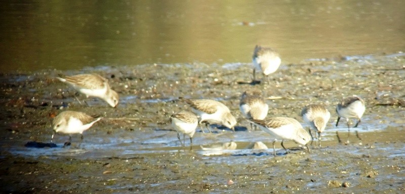 Western Sandpiper - ML42985071