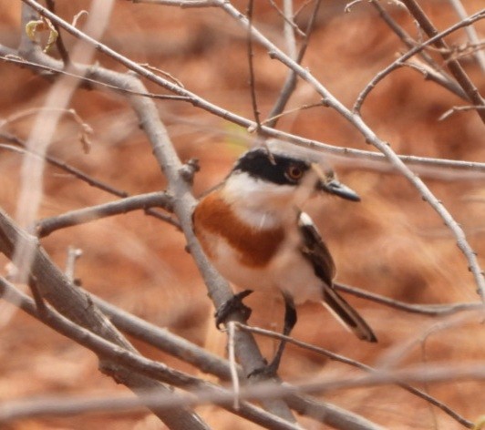 Pygmy Batis - ML429850961