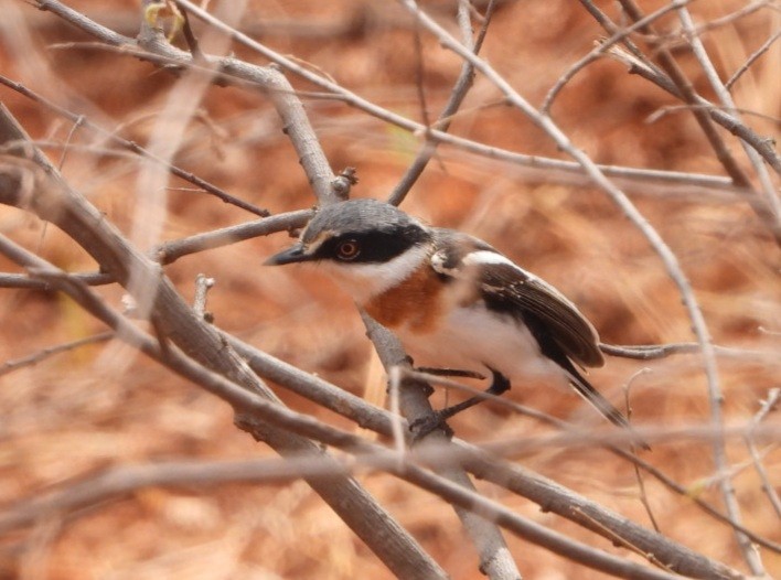 Pygmy Batis - ML429850971